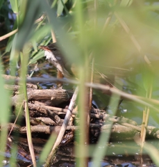 Acrocephalus arundinaceus