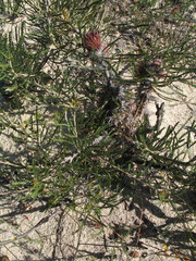 Banksia shuttleworthiana
