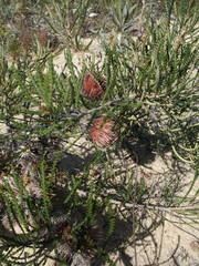 Banksia shuttleworthiana