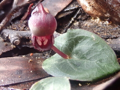 Corybas unguiculatus