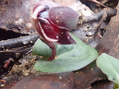 Corybas unguiculatus