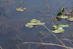 Nymphoides thunbergiana