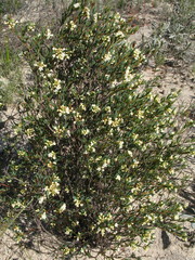 Monotaxis bracteata