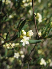 Monotaxis bracteata