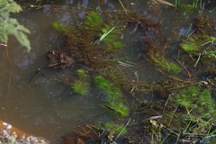 Utricularia stellaris