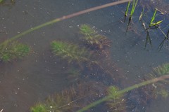 Utricularia stellaris