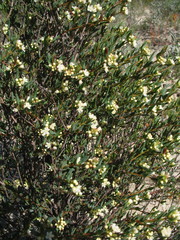 Monotaxis bracteata