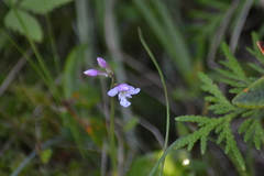 Galearis rotundifolia