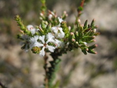 Leucopogon inflexus
