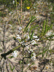 Leucopogon inflexus