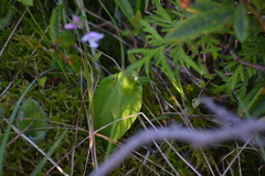 Galearis rotundifolia