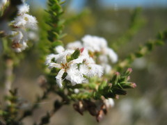 Leucopogon inflexus