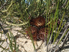 Banksia shuttleworthiana