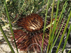 Banksia shuttleworthiana