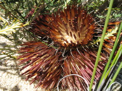 Banksia shuttleworthiana