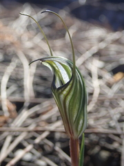 Pterostylis alata
