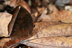 Thaumantis noureddin