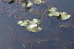 Nymphoides thunbergiana