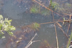 Utricularia stellaris