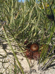 Banksia shuttleworthiana