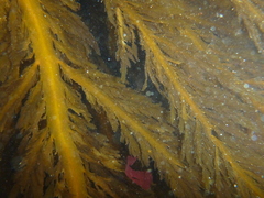 Desmarestia ligulata