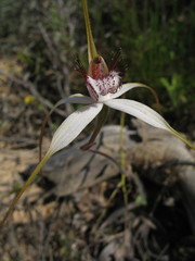 Caladenia longicauda borealis