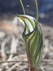 Pterostylis alata