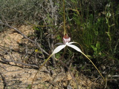 Caladenia longicauda borealis