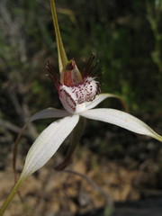 Caladenia longicauda borealis