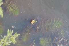 Utricularia stellaris