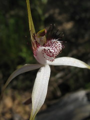 Caladenia longicauda borealis