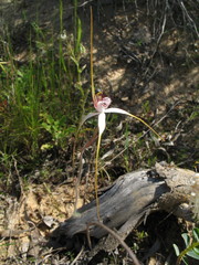 Caladenia longicauda borealis