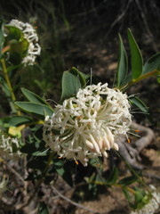 Pimelea floribunda