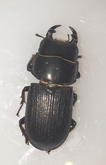 Dorcus parallelus