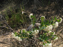 Pimelea floribunda