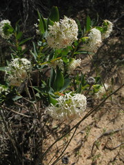 Pimelea floribunda