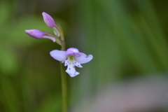 Galearis rotundifolia