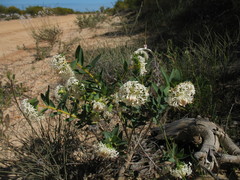 Pimelea floribunda