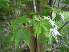 Acer cappadocicum
