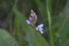 Galearis rotundifolia