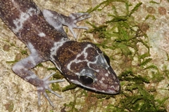 Cyrtodactylus consobrinus