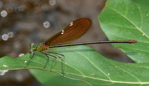 Photo of Green Metalwing (Neurobasis chinensis)