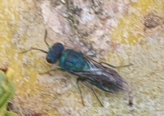 Trichrysis cyanea