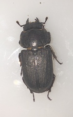 Dorcus parallelus