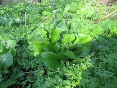 Cardiocrinum cordatum