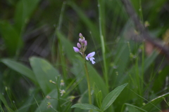 Galearis rotundifolia