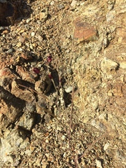 Streptanthus glandulosus niger