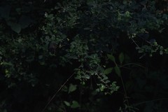 Canthium spinosum