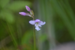 Galearis rotundifolia