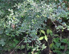 Canthium spinosum